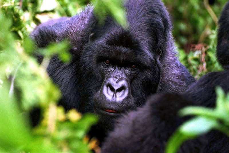 Žmonės tebeturi daug bendrų genų su gorilomis