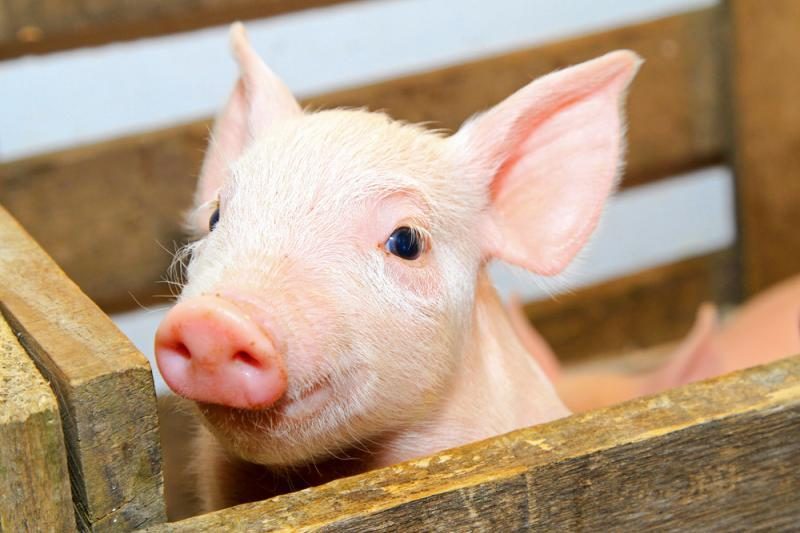 Svarstomas neterapinio antibiotikų davimo gyvuliams uždraudimas