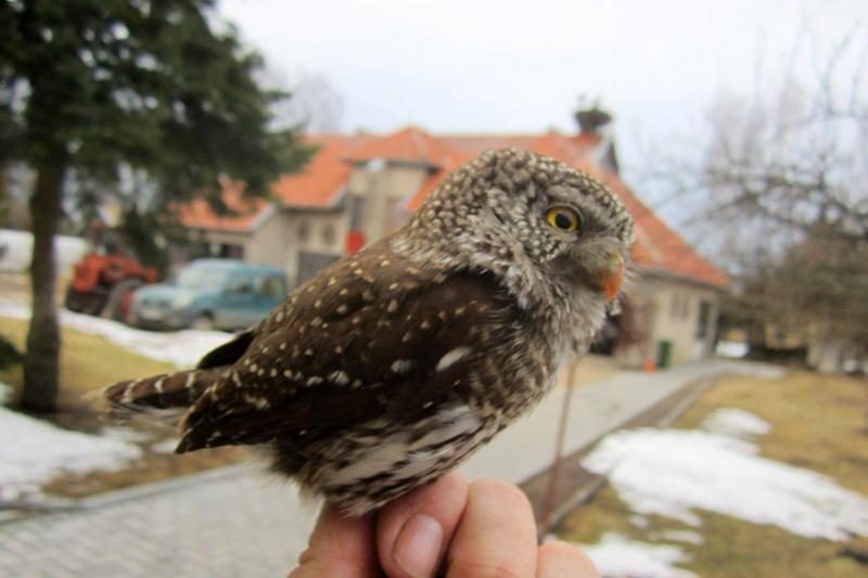 Neįtikėtina: į Ventės ragą priklydo žvirblinė pelėda (foto)