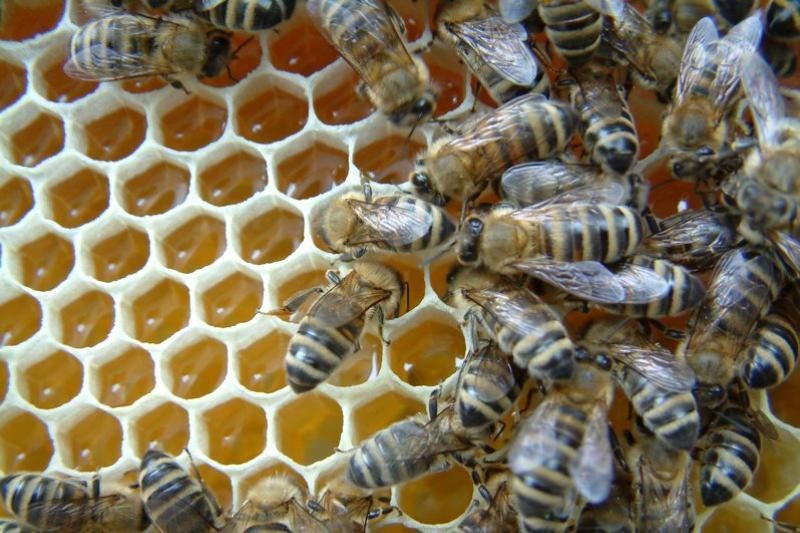 Mokslininkai: bitės tobulą korio akelių formą išgauna tirpdydamos vašką