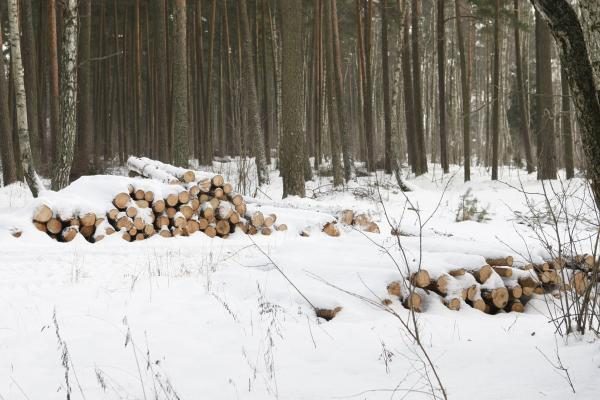 Klaipėdos miškeliuose iškirsta apie du šimtus medžių