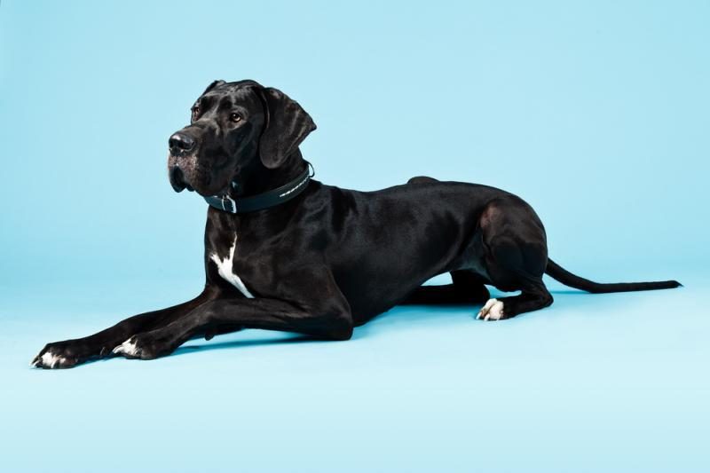 Naujoje Guinesso pasaulio rekordų knygoje - aukščiausias pasaulyje šuo