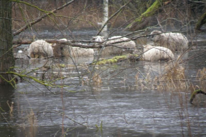 Šilutės rajone dėl potvynio paskelbta ekstremali situacija (papildyta)