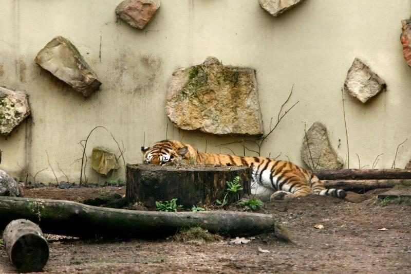 Naujo Lietuvos zoologijos sodo sezono vinis –  tigras Edas 