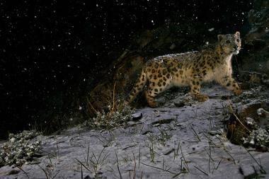 Prestižinį konkursą laimėjo snieginio leopardo fotografija