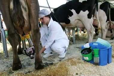KT privalės peržiūrėti karteliu įtartų pienininkų veiksmus