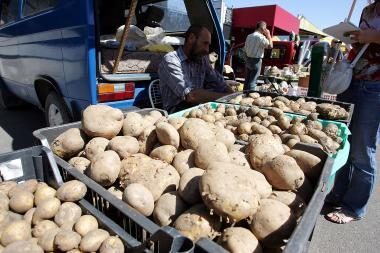 Rytų Europoje bulvių plotai sumažėjo, bet derliai išaugo