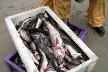 Siūloma reformuoti ES žuvininkystės kontrolės sistemą 