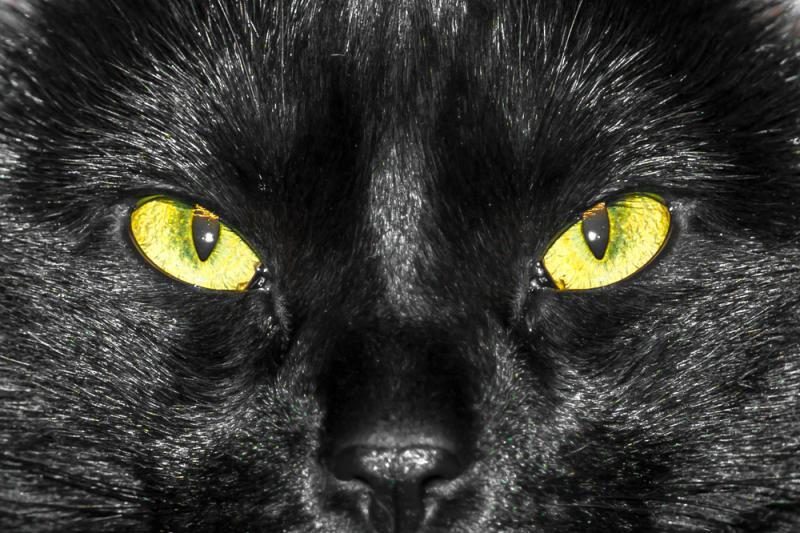 Vaizdo siužete pagauta lojanti juoda katė? 
