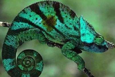 Chameleonai po aktyvaus sekso miršta