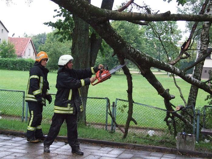 Klaipėdos gyventojai gali nuverstus medžius pasiimti kurui 