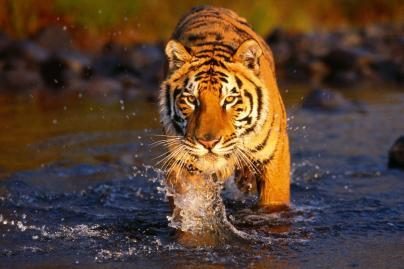 Indija bando gelbėti nykstančius tigrus