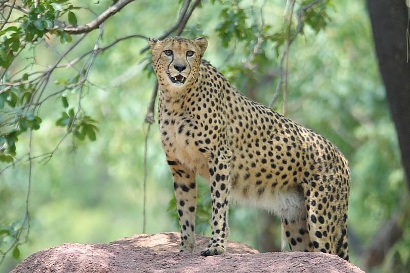 Pasprukusius gepardus namo parginė motinos šauksmas
