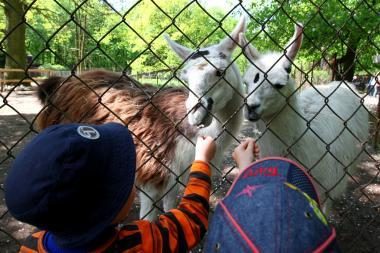 Kaip Zoologijos sodą padaryti patrauklesnį?