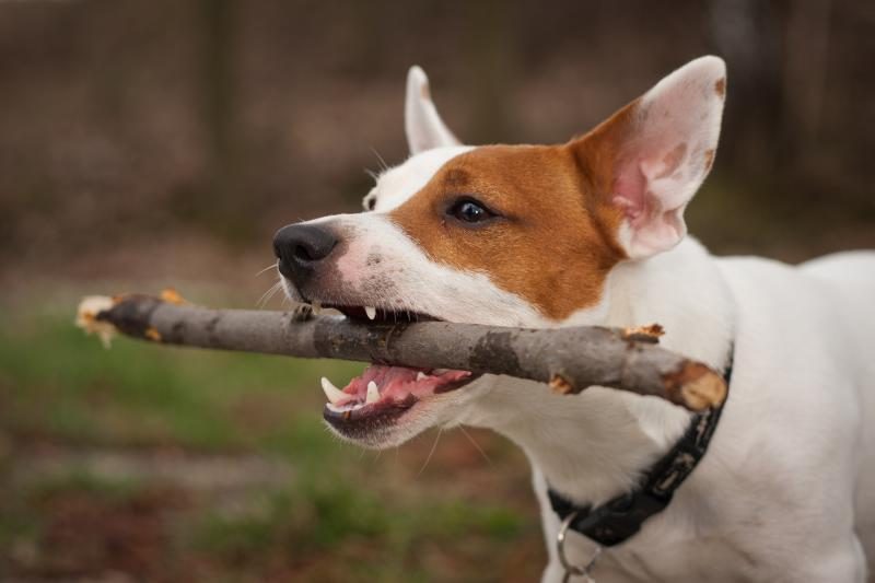 Sostinėje – kursai pavojingų šunų savininkams