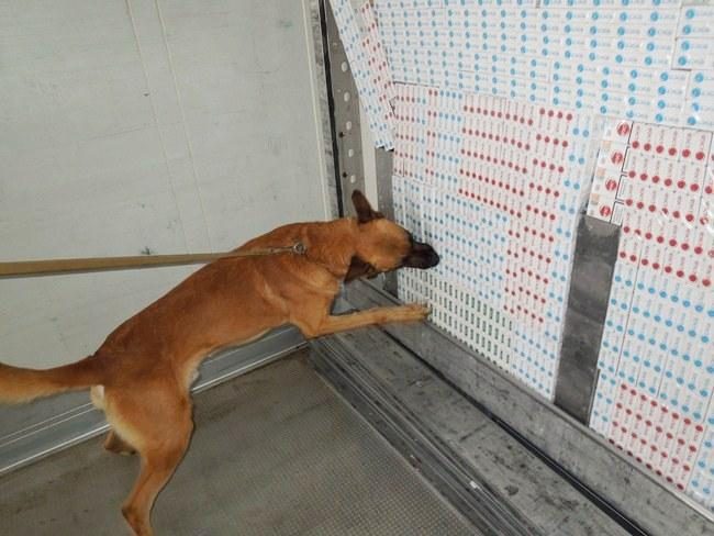Šuo padėjo surasti tūkstančius pakelių kontrabandinių rūkalų