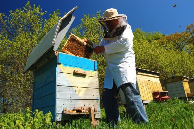 Prancūzijoje bitės ėmė nešti žalią ir mėlyną medų