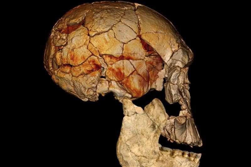 Paleoantropologai atrado dar dvi išnykusias žmonijos rūšis