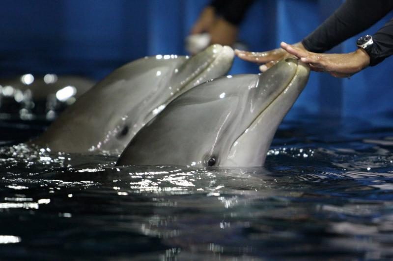 Dėl Jūrų muziejaus delfinų - į prokuratūrą