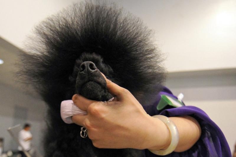 Šunų parodoje augintiniai stebina ir aristokratiškomis šukuosenomis
