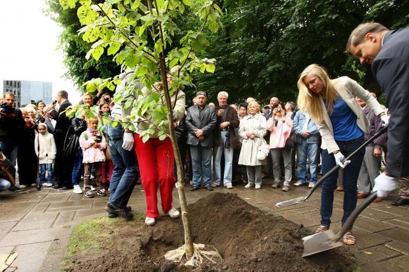 R.Meilutytės šlovę olimpiadoje liudys Laisvės alėjoje ošianti liepaitė