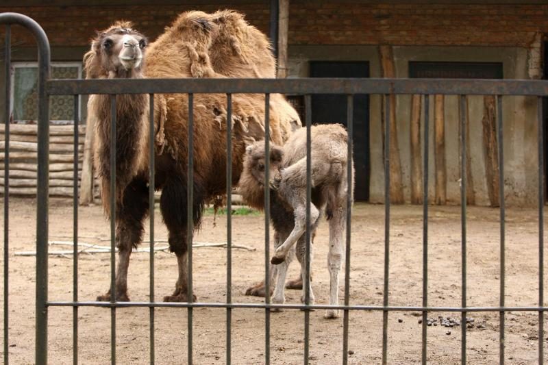 Naujo Lietuvos zoologijos sodo sezono vinis –  tigras Edas 