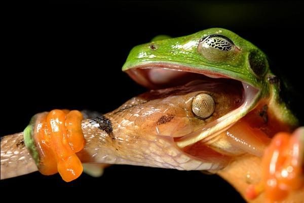 Prestižinį konkursą laimėjo snieginio leopardo fotografija