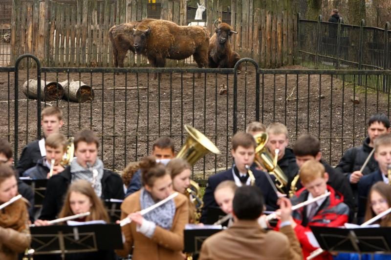 Naujo Lietuvos zoologijos sodo sezono vinis –  tigras Edas 