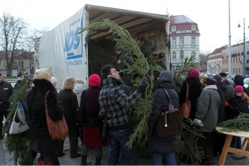 Vilniečiai per šventes puoš ne tik eglių, bet ir pušų šakas