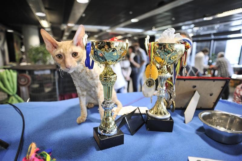 „Žalgirio“ arenoje – įspūdinga tarptautinė kačių paroda