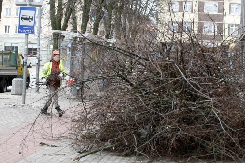 Medžius geninčius darbuotojus atakavo bulvėmis