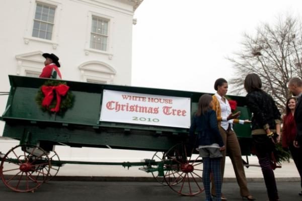 Baltųjų rūmų Kalėdų eglė atvežta arklio traukiamu vežimu