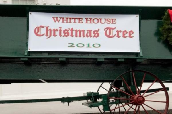Baltųjų rūmų Kalėdų eglė atvežta arklio traukiamu vežimu