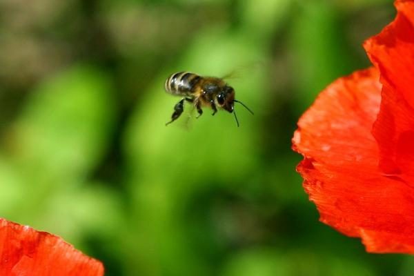 Europoje nerimą kelia bičių mažėjimas