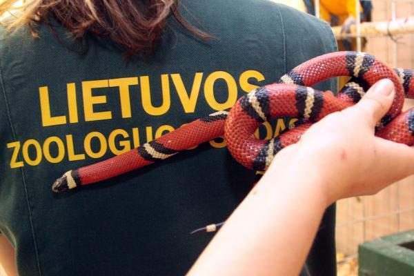 Į vieną Kauno vaistinių užklydo metro ilgio gyvatė