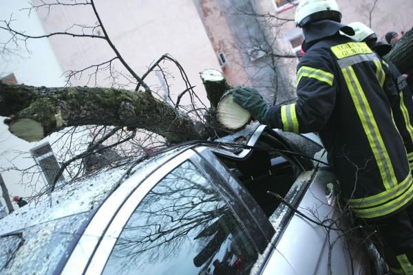 Kauno valdžia purtosi atsakomybės už mašinas suknežinusį medį