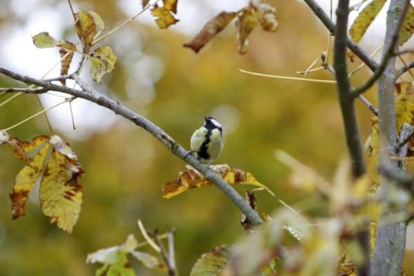 Artimiausios dienos – šiltos ir be lietaus