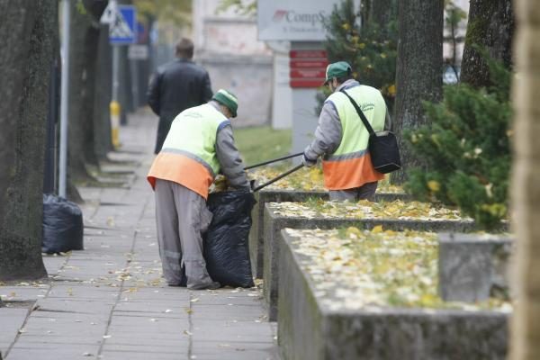 Klaipėdos gatvėse surinkti lapai virs kompostu