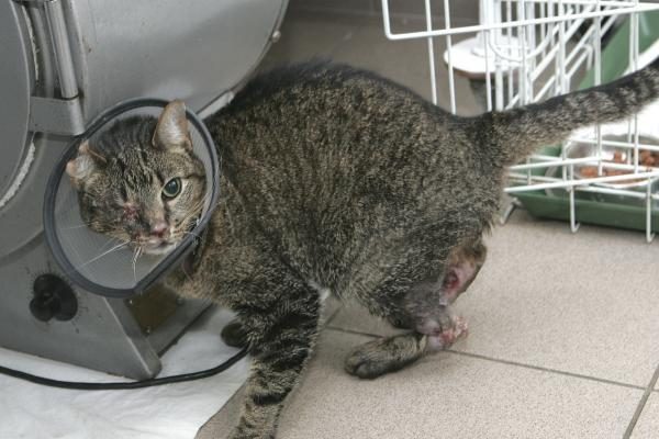 Smurtas prieš gyvūnus: katei išdegino akį ir suluošino kojas (papildyta)