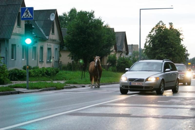 Po sostinę blaškėsi supančiotas arklys