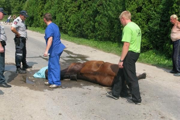 Kaune per avariją sužeistas arklys gatvėje išgulėjo 8 valandas (papildyta) 