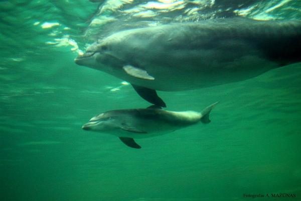 Jūrų muziejaus delfinai skris į Graikiją