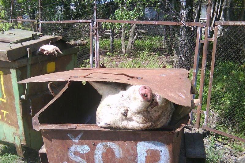 Šokiravo nudvėsusių kiaulių prigrūsti konteineriai 