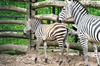 Zoologijos sode Kaune prasideda žiemos sezonas 