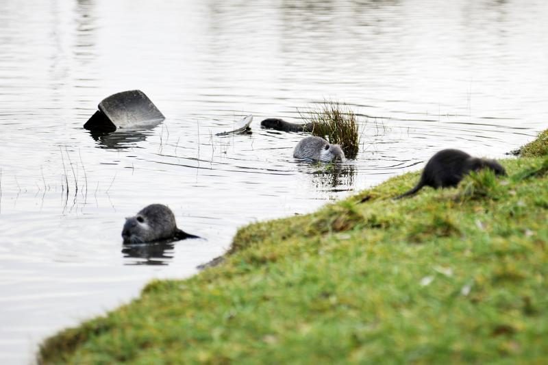 Iš Kalniečių parko nutrijos iškeliaus į geradarių sodybas