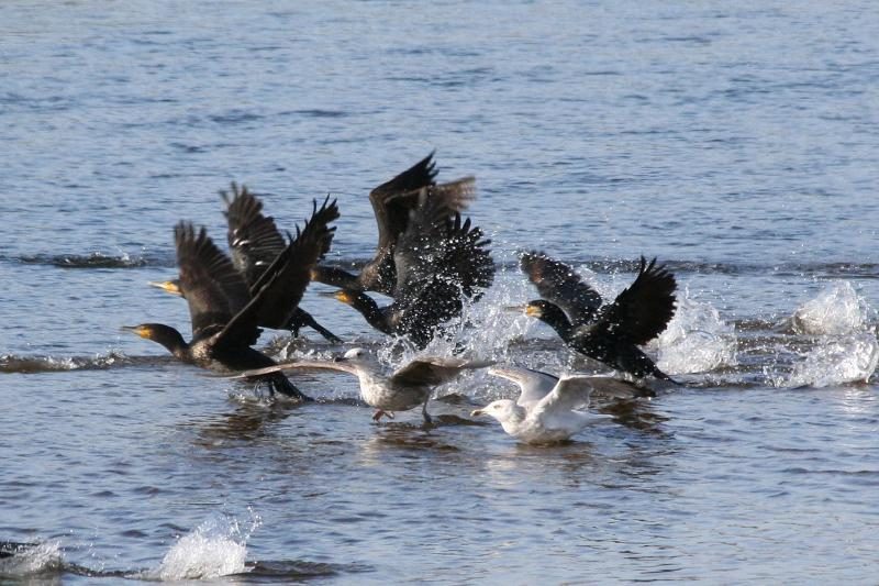 Rudeninė paukščių migracija stebina sparnuočių gausa