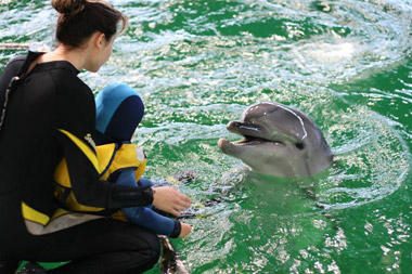 LNK transliuos atsisveikinimą su Lietuvos delfinais