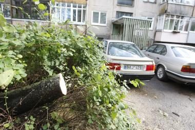 Už audros padarinių pašalinimą Klaipėdoje – 8 tūkst. litų