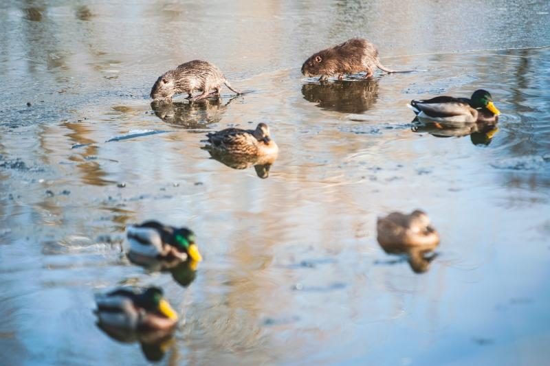 Kalniečių parke nutrijos paliktos ant ledo