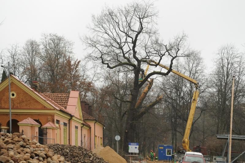 Užupiečiai pašiurpę: Sereikiškėse kapojamas seniausias miesto ąžuolas